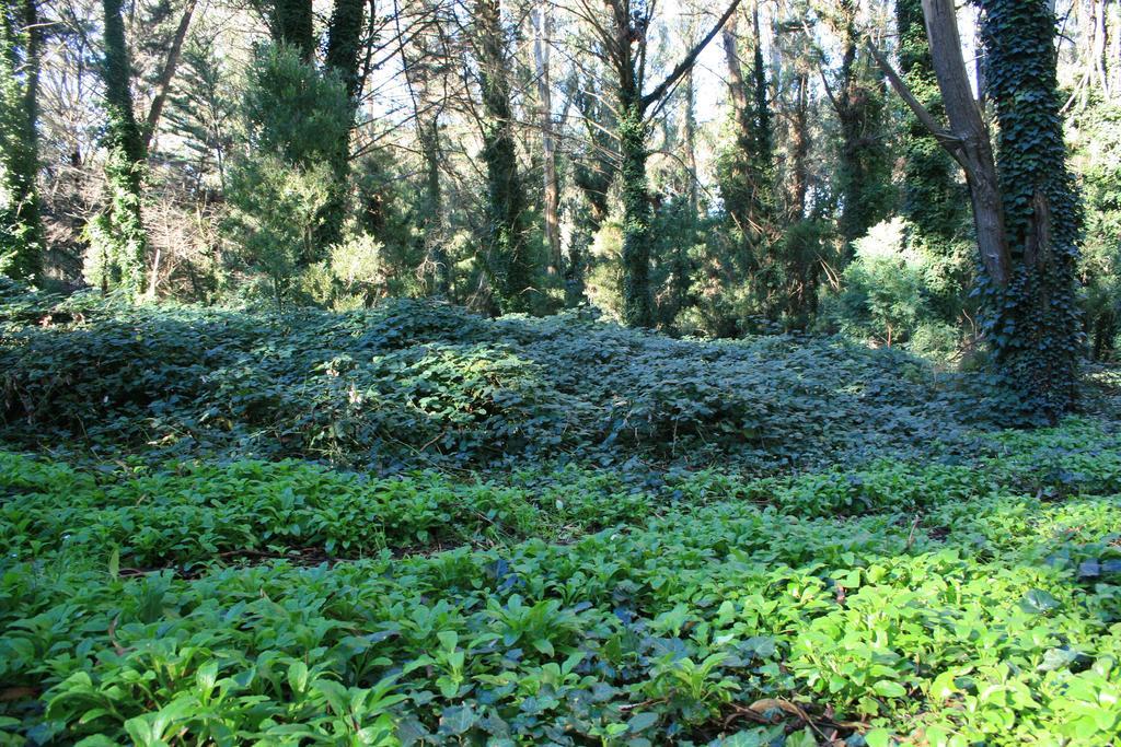 מר דל פלאטה Las Cortaderas Bosque Peralta Ramos מראה חיצוני תמונה
